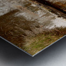 Wild Pine Reflection Metal print