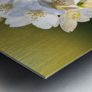 The Perfume of Jasmine Lingers Metal print