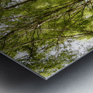 Scottish Highlands Green Birch Sunlight Metal print