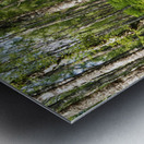 Scottish Highlands Ferns Trail                                                                                                                  Metal print