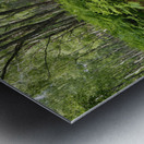 Scottish Highlands Birch Path                                                                                                                      Metal print