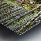  Scottish Highlands Forest Trail                                                                                                                     Metal print