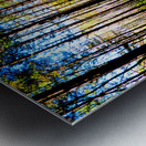 Sunlight Through the Pine Trees  Metal print