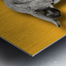 Farm Cow Original Abstract Photography on Dark Yellow Background Metal print