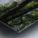  Sunlight Forest in the Scottish Highlands                                                                                                                     Metal print