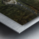 Sipping Mallard Drake Metal print