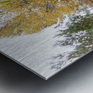 Autumn Birch Tree Glory Metal print