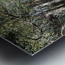 Scottish Highlands Pine Trees                                                                                                                      Metal print