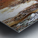 Colors Of Eastern Sycamore Metal print