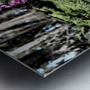 Woodland Foxgloves and Ferns                                                                                                                      Metal print