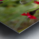  Natures Ruby Kiss in the Scottish Highlands                                                                                                                     Metal print