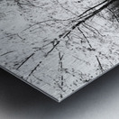   Monochrome Forest Path through the Scottish Highlands                                                                                                                     Metal print