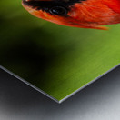 Northern Cardinal Among Maple Leaves Metal print