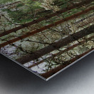  Pine and Spruce Forest Path through the Scottish Highlands                                                                                                                      Metal print