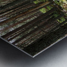 Pine Shadows in the Scottish Highlands                                                                                                                      Metal print