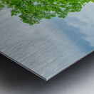 Majestic Elm In Springtime Stillness Metal print