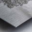 Majestic Elm In Springtime Stillness Grayscale Metal print