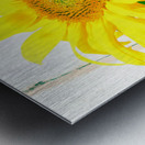 Sunflower Picture Metal print