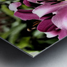  Pink Vibrant Lilies                                                                                                                     Metal print