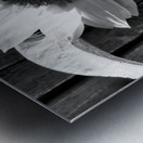 Sunflower with Bee in Black and White                                                                                                                      Metal print