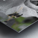 Lilies and the Drew Drops                                                                                                                      Metal print