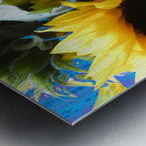 Vibrant Summer Sunflowers Metal print