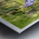 Wood Duck Hen Spread Metal print