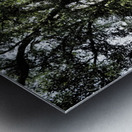 Birch Tree Gathering in the Scottish Highlands                                                                                                                       Metal print