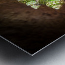 Costa Rica  Hermit Tree Crabs Metal print