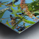 Butterfly on Vibrant Buddleia Blossoms                                                                                                                     Metal print