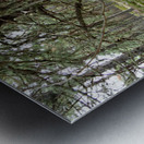 Scottish Highlands Serene Forest with Mossy Tree                                                                                                                      Metal print