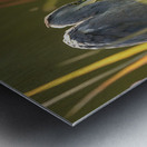 900.JPT 66429Jj Metal print