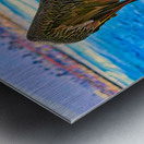 HABOR PELICAN  Metal print