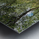  Scottish Highlands Sunshine Forest                                                                                                                     Metal print