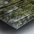 Scottish Highlands Serene Birch Woodland                                                                                                                        Metal print