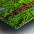 WEEPING WILLOW  Metal print