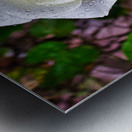 WHITE ROSE   Metal print