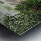 Scottish Highlands Path through the Birch Forest                                                                                                                      Metal print