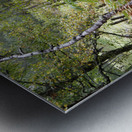  Scottish Highlands Forest Ferns and the Birch Trees                                                                                                             Metal print