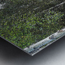  Scottish Highlands Birch Tree Walk                                                                                                                     Metal print