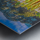 FIELD OF CATTAILS  Metal print