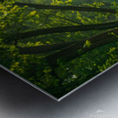 Sunlit Forest Path Metal print