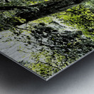  Scottish Highlands Enchanted Forest Path                                                                                                                     Metal print