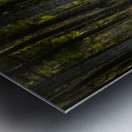 Sunlight Filtering Through Forest Trees Metal print