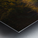 National Forest in Autumn Metal print