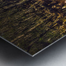 Mysterious Cypress Swamp Metal print