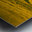 Sunflower Morning Metal print