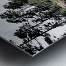  Scottish Highlands Path through a Birch and Pine Forest                                                                                                                      Metal print