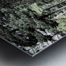 Scottish Highlands Mixed Forest Trail                                                                                                                      Metal print