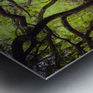 Enchanted Forest Scene Metal print